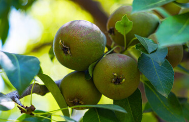 Fruits on the branches of a pear tree