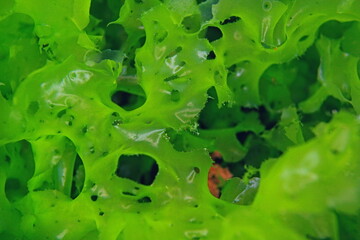 Sea lettuce Ulva lactuca edible green alga, underwater in the Atlantic ocean, Spain