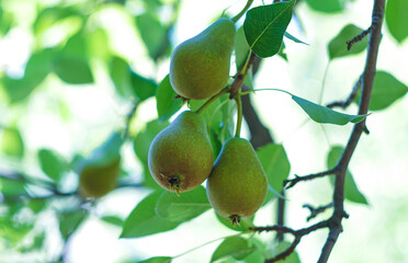 Fruits on the branches of a pear tree