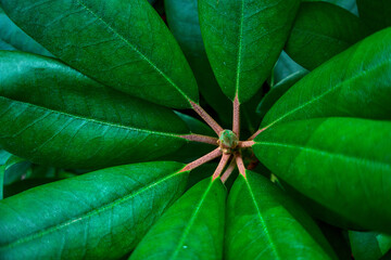 Rhododendron plant leaves bush close up as floral natural botanical tropical exotic dark palm jungle foliage summer pattern backdrop background wallpaper