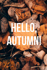Banner hello autumn . A new season. Welcome card. September, October, November. Autumn leaves. © alenka2194