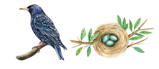 Watercolor nesting birds. Starling bird, nest with eggs isolated on white background. Hand drawn illustration.