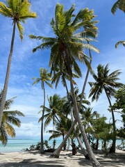 Polynesian palms