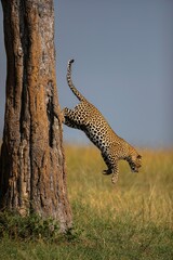 THE LEAP 