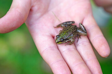 A small frog on a child's arm