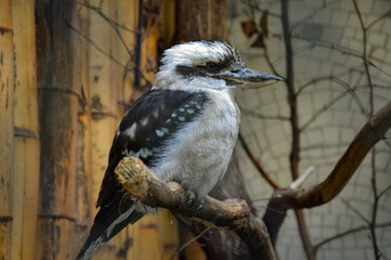 kookaburra sitting on a branch