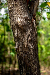 Pohon Jati or Tectona grandis L.f. is a kind of tree that produces high quality wood. Large tree, straight trunk, can grow to a height of 50-70 m. Teak tree texture