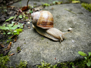Vineyard snail rides the way