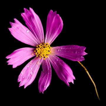 Wet Purple Cosmos Flower Isolated On A Black Background