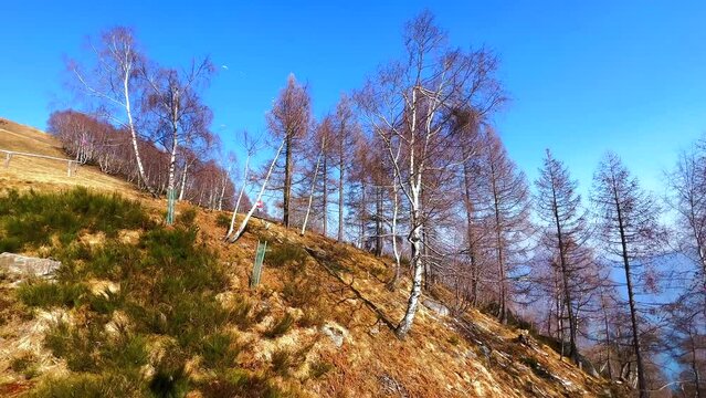 The dry vegetation on the slope of Monte Cimetta, Ticino, Switzerland