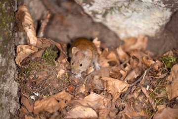Bank vole in autumn forest