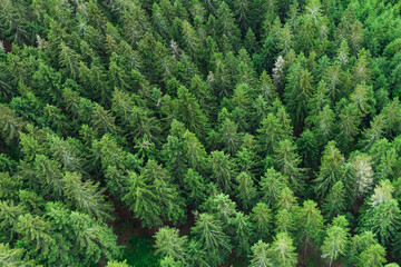 Aerial view of tops of summer green and young pine trees in the forest in Czech Republic.