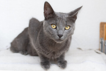 Russian blue cat sits ready to jump with one ear turned sideways