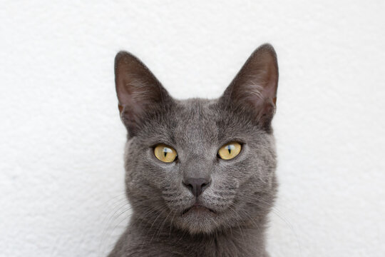 Portrait photo of a Russian blue cat with yellow eyes taken only on the head
