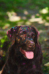 Happy Labrador Retriever covered in Holi Colors. High quality photo