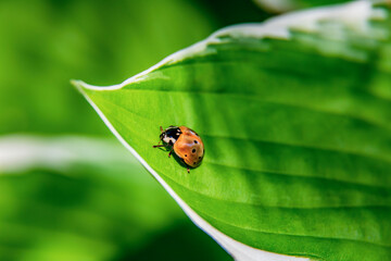 A brownish lady bug sits on a green and white leaf in the spring garden in Issaquah, Washington.