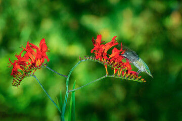 An Anna's hummingbird drinks nectar from bright red flowers in a spring garden in Issaquah, Washington.