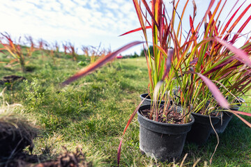 Many small plastic pots with fresh imperata cylindrica red baron grass bushes prepared for planting...