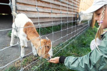 Little cute adorable caucasian blond kid girl farmer having fun enjoy feeding baby goat animal with grass hand at far yard or zoo. Children outdoor activities pet care. Livestock countryside barnyard