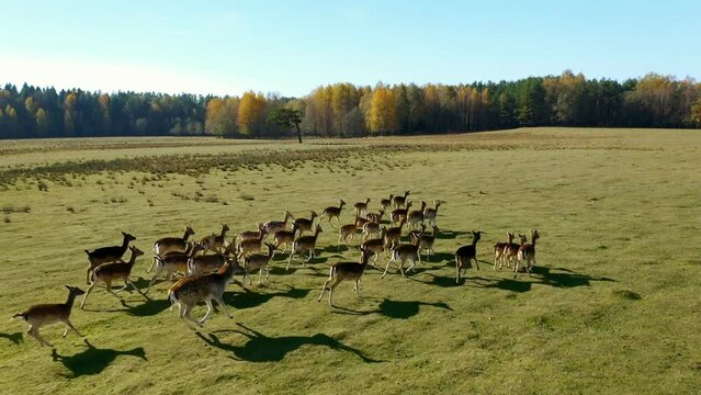 Herd of Roe Deer runing on green field. Helicopter flight over wild animals. Wildlife from above. Aerial safari in Central Europe.