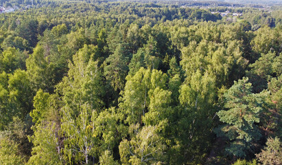 Aerial view of the green summer forest with trees