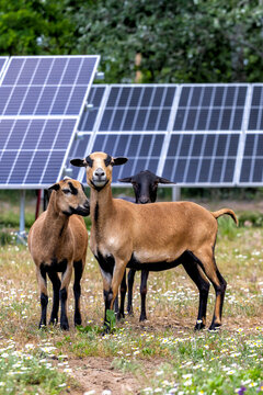 sheep in front of the solar panels