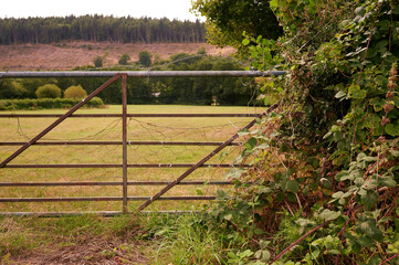 closed metal gate in hedgerow in english countryside in front of green field