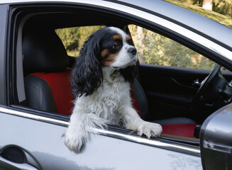A Cavalier King Charles Spaniel dog sits in a car and looks out the window in the woods.