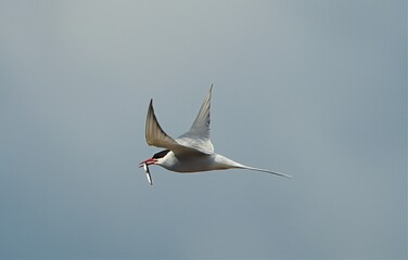Arctic tern, detail of flying bird with fish on Iceland 