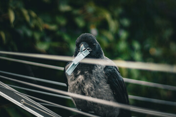 Crow with a clothes clamp