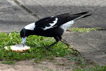 Obraz premium Australian Magpie (Gymnorhina tibicen)