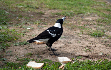 Obraz premium Australian Magpie (Gymnorhina tibicen)