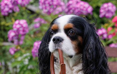 A Cavalier King Charles spaniel dog holds a collar in its mouth against a background of phlox...