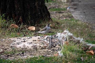 Australian Noisy Miner (Manorina melanocephala)