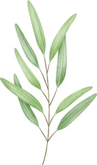 Obraz premium Olive branch watercolor