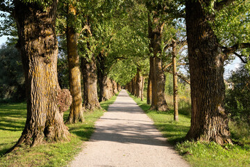 Ancient trees, alleyway with footpath, walkway in Tartu, Estonia. Bright sunny Summer day, long shadows.