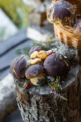 Forest mushroom boletus, cep, porcini, chanterelle collected in a wooden wicker basket. Late summer...