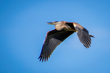 great blue heron in flight