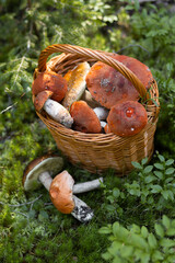 Forest mushroom boletus, cep, porcini, chanterelle collected in a wooden wicker basket. Late summer...
