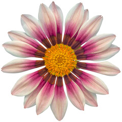 white and purple gazania sun flower transparent isolated from the background