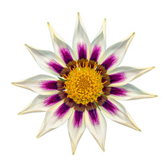 Fototapeta premium white and purple gazania sun flower transparent isolated from the background