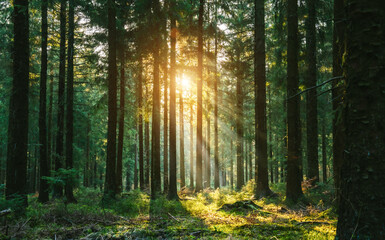 Silent Forest in spring with beautiful bright sun rays - 527140540