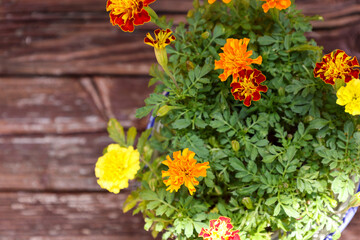 植木鉢に植えたマリーゴールド