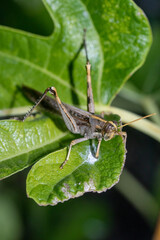 Gray Bird Grasshopper sitting on a Fig Leaf
