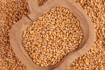 Whole wheat grains in rustic wooden bowl in a pile of raw seeds. Macro