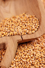 Whole wheat grains in rustic wooden bowl in a pile of raw seeds