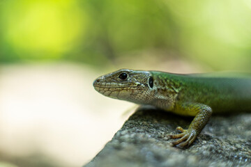 Green lizard, Lacerta viridis, is a species of lizard of the genus Green lizards. Lizard on the stone..