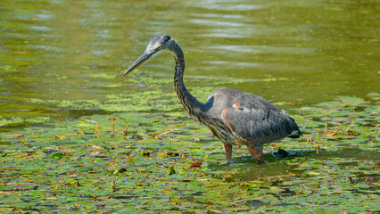 great blue heron