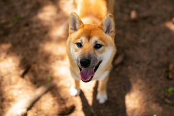 Shiba inu dog walking in the forest.