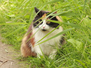 Tricolor cat on green grass as pets friends collection